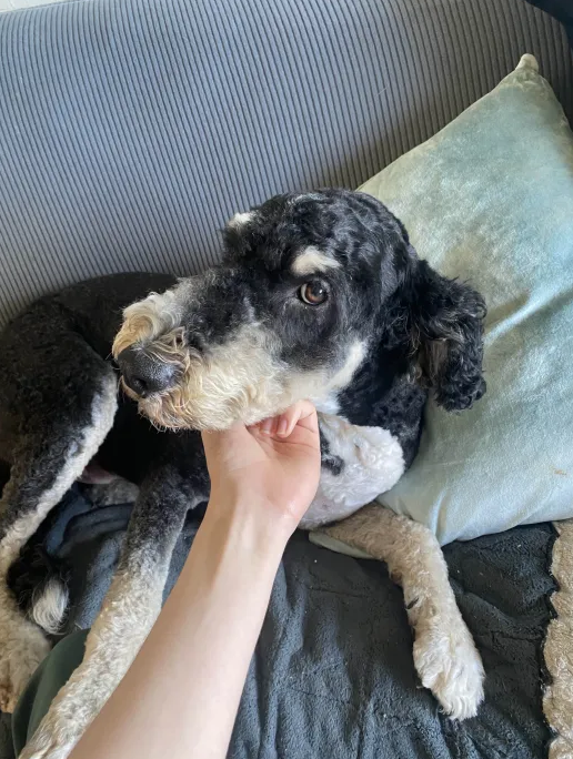 Eyebrow Raise Dog Blank Meme Template