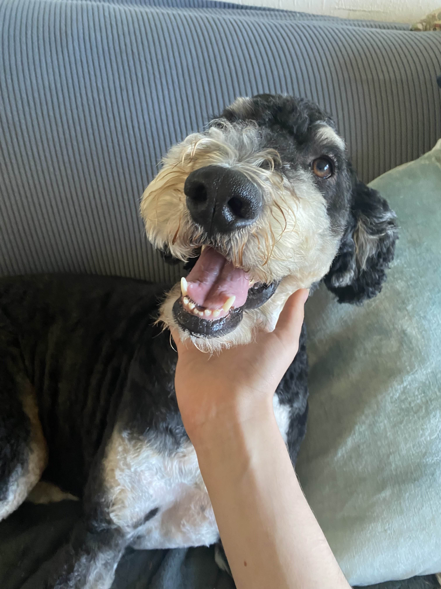 Cheerful Dog Blank Meme Template