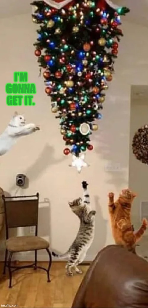 They All Have An Approach Of Their Own | I'M GONNA GET IT. | image tagged in memes,cats,gonna,get it,upside down,christmas tree | made w/ Imgflip meme maker