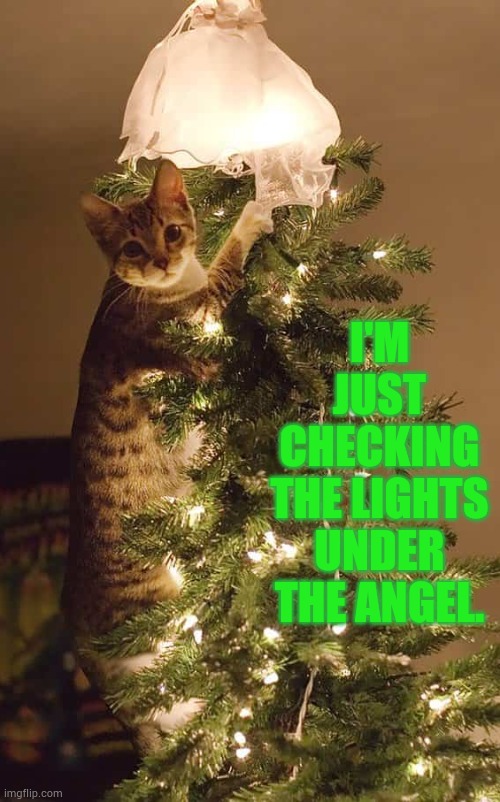 What? | I'M JUST CHECKING THE LIGHTS UNDER THE ANGEL. | image tagged in memes,cats,check,lights,under,angel | made w/ Imgflip meme maker