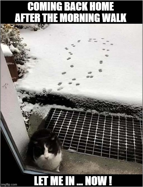 Not A Fan Of Cold, Cold Snow ! | COMING BACK HOME AFTER THE MORNING WALK; LET ME IN ... NOW ! | image tagged in cats,paw prints,snow,let me in | made w/ Imgflip meme maker