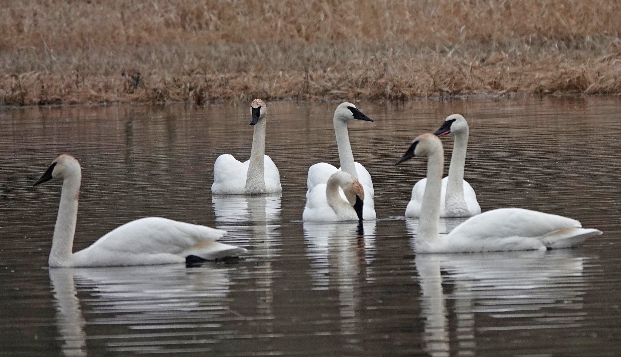 six swans Blank Meme Template