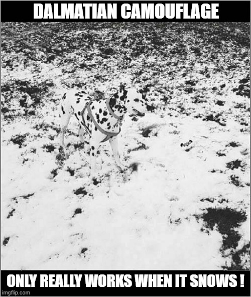 A Hard To Spot Dog | DALMATIAN CAMOUFLAGE; ONLY REALLY WORKS WHEN IT SNOWS ! | image tagged in dogs,snow,camouflage | made w/ Imgflip meme maker