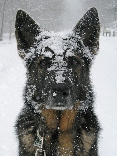 Chrisjoines1 Blank Meme Template