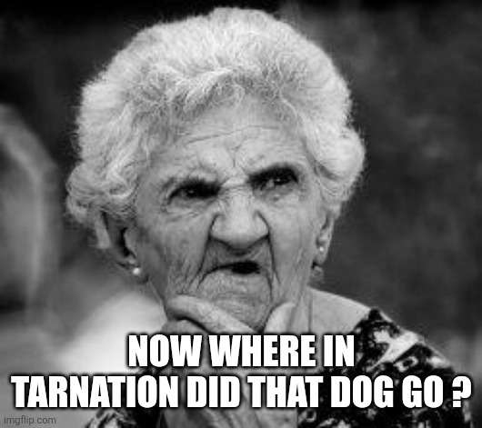 confused old lady | NOW WHERE IN TARNATION DID THAT DOG GO ? | image tagged in confused old lady | made w/ Imgflip meme maker