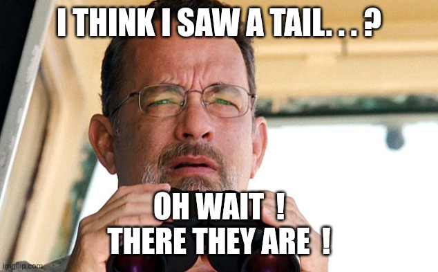 Captain Philips Binoculars | I THINK I SAW A TAIL. . . ? OH WAIT  !
THERE THEY ARE  ! | image tagged in captain philips binoculars | made w/ Imgflip meme maker