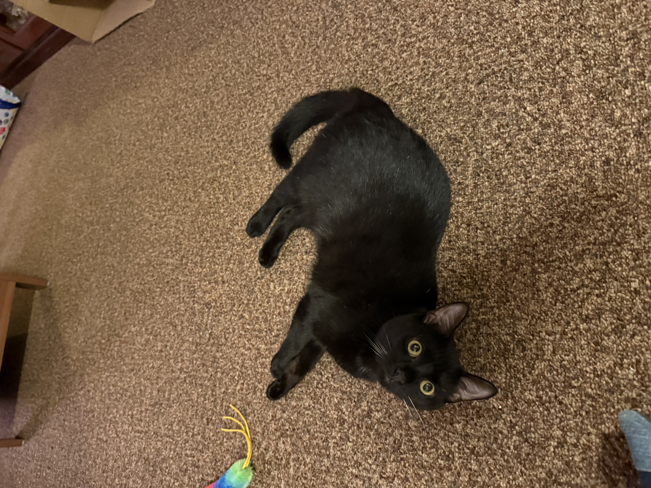 Weird Cat Blank Meme Template