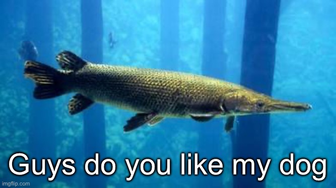 Guys do you like my dog | made w/ Imgflip meme maker