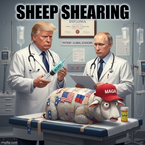 SHEEP SHEARING | SHEEP SHEARING | image tagged in sheep shearing,trump,putin,maga,bleach,tylenol | made w/ Imgflip meme maker