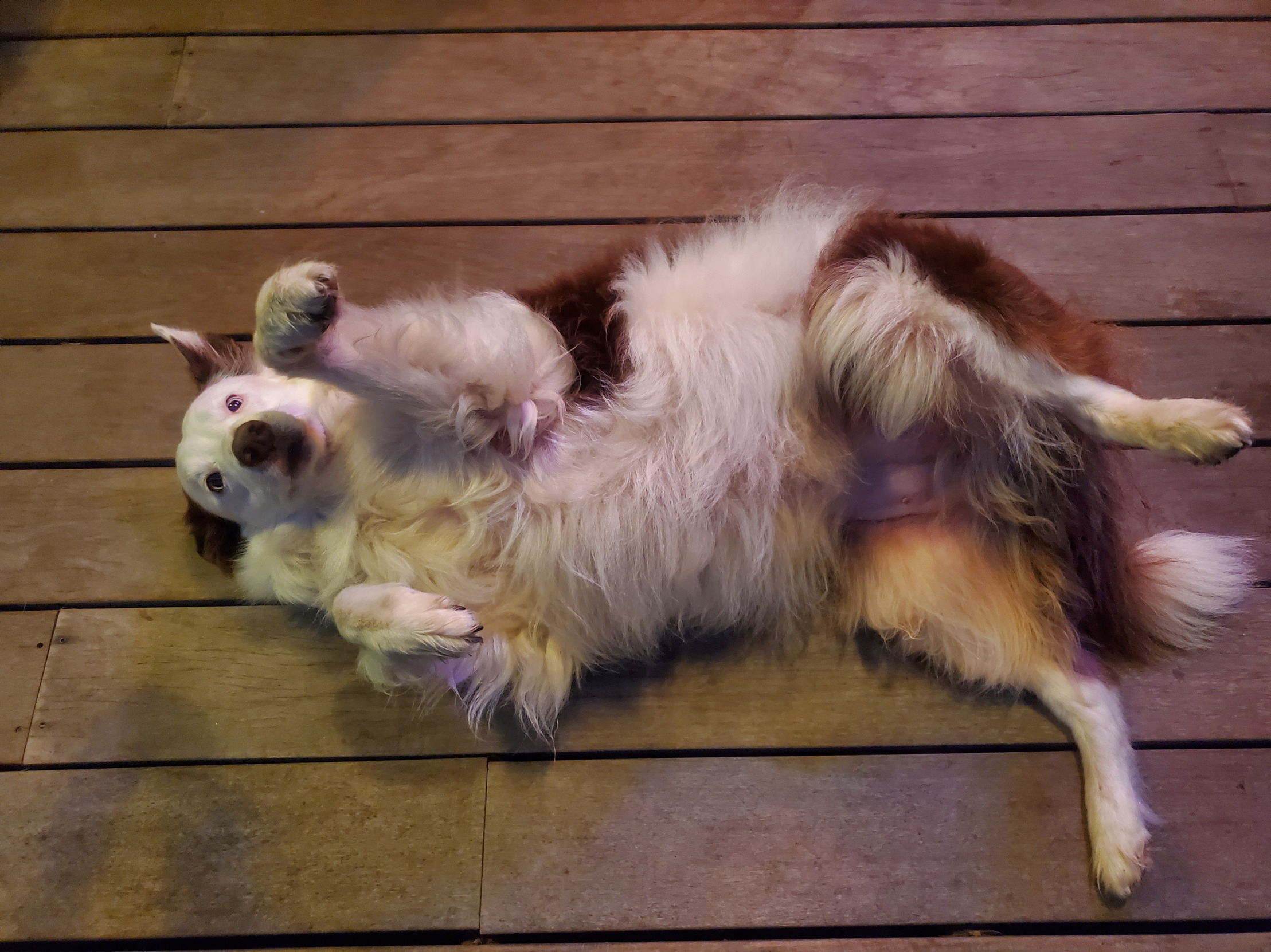 doggo Blank Meme Template