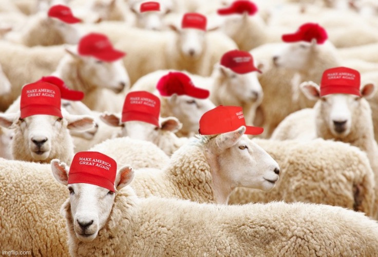 Trump MAGA sheep | image tagged in trump maga sheep | made w/ Imgflip meme maker