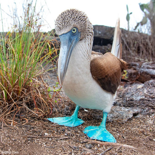 If you recognize this bird, shame on you | made w/ Imgflip meme maker