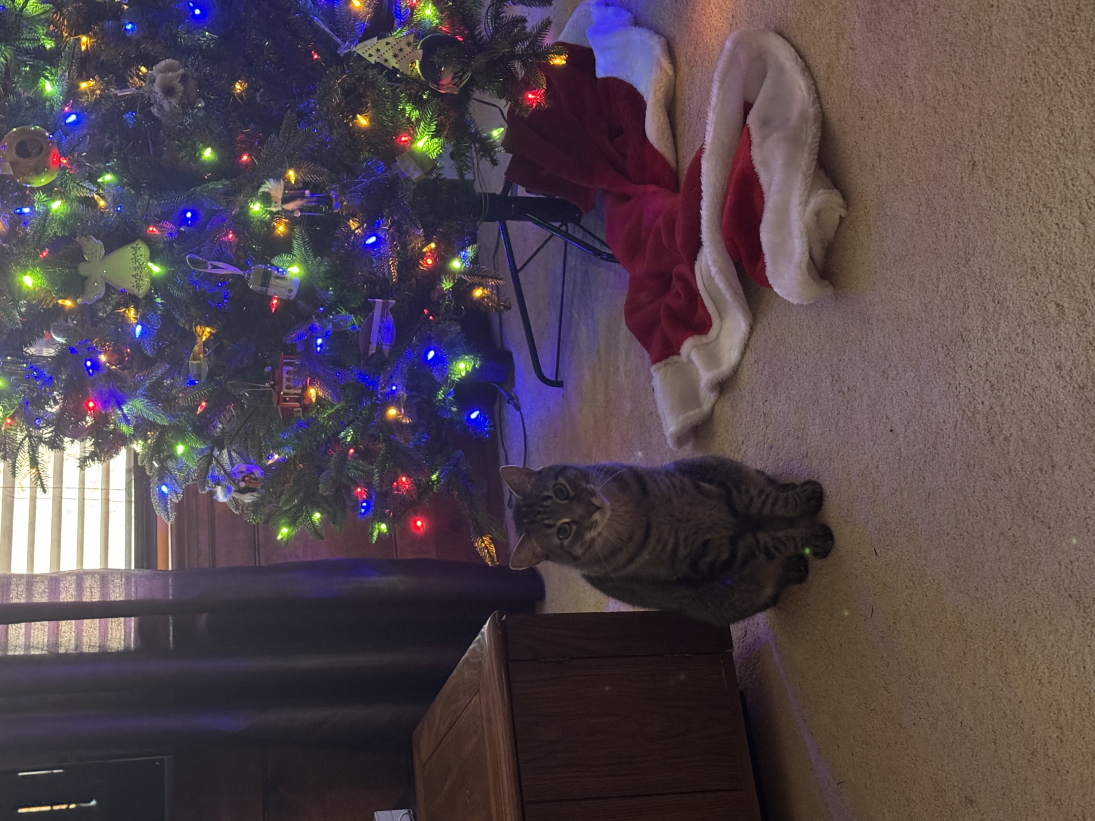 Tree broke Blank Meme Template