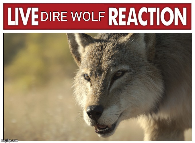 Dire Wolf Moment | DIRE WOLF | image tagged in live reaction,memes,dire wolf,funny,lol,humor | made w/ Imgflip meme maker