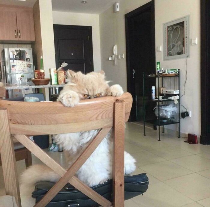 Orange cat Blank Meme Template