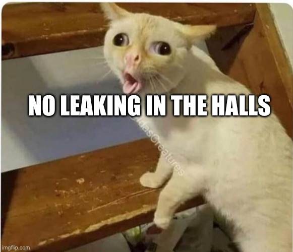 cat smells fart | NO LEAKING IN THE HALLS | image tagged in cat smells fart | made w/ Imgflip meme maker