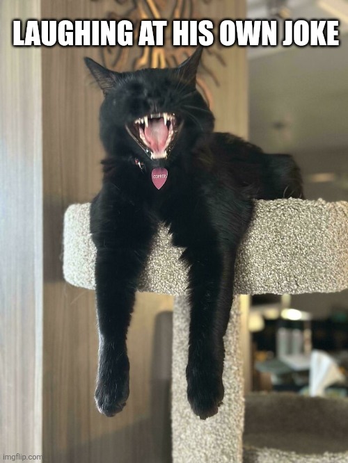 Black cat | LAUGHING AT HIS OWN JOKE | image tagged in black cat | made w/ Imgflip meme maker