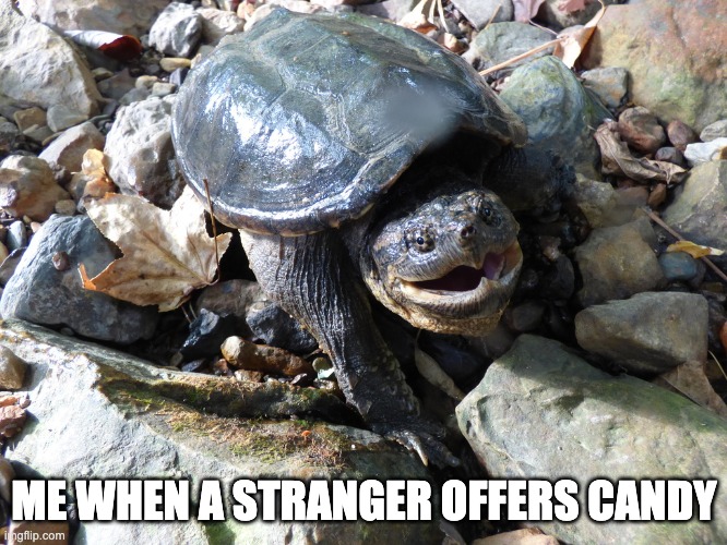 I will leave it up to you whether or not I accept it | ME WHEN A STRANGER OFFERS CANDY | image tagged in fun,turtle,animals,nature | made w/ Imgflip meme maker