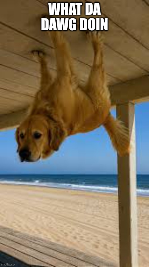 doggy | WHAT DA DAWG DOIN | image tagged in doggy | made w/ Imgflip meme maker