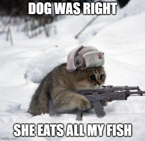 Cute Sad Soviet War Kitten | DOG WAS RIGHT; SHE EATS ALL MY FISH | image tagged in cute sad soviet war kitten | made w/ Imgflip meme maker