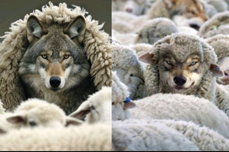 Wolf's in sheep's clothes Blank Meme Template