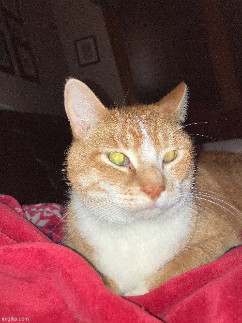 goober | made w/ Imgflip meme maker