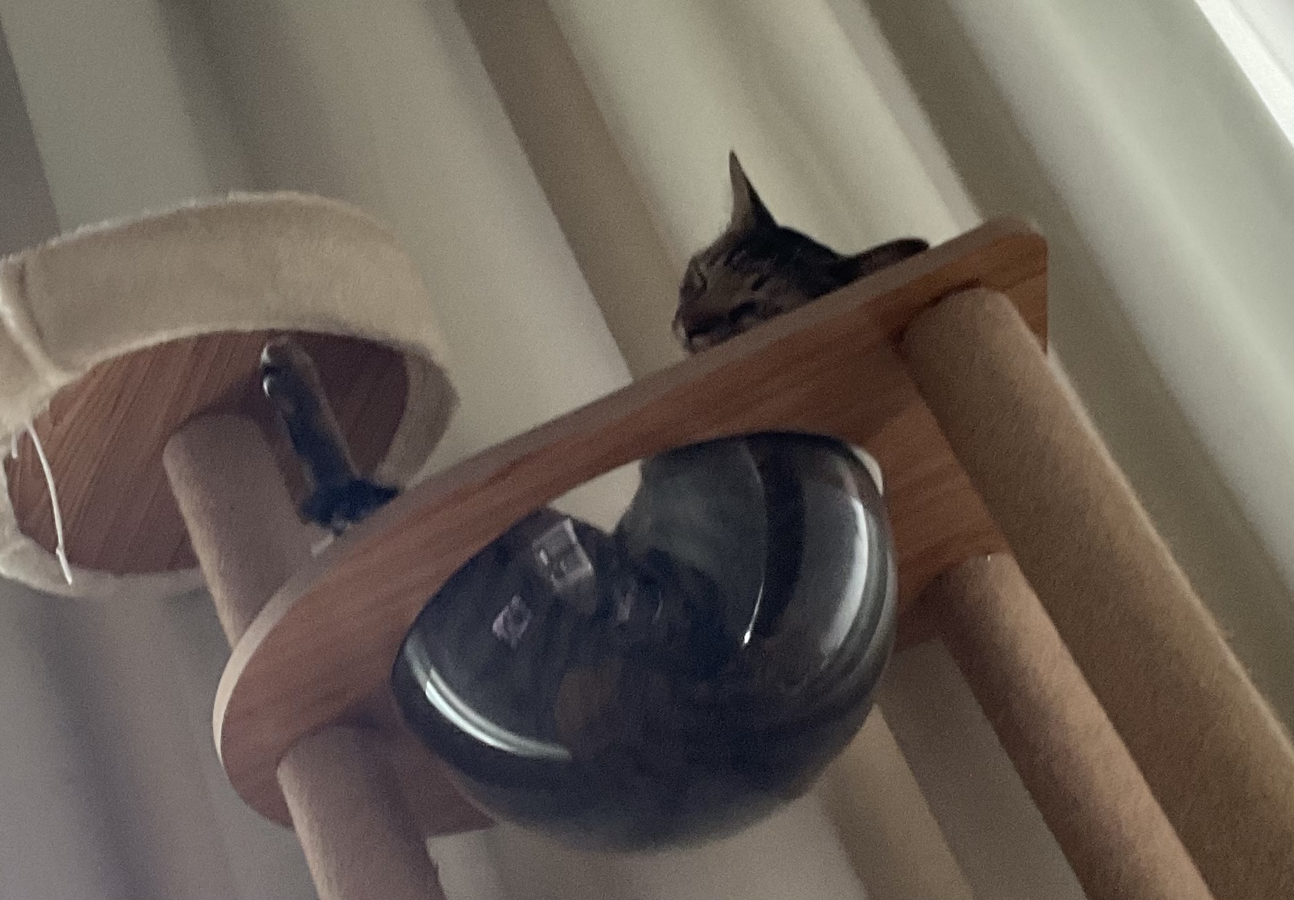 Drunk cat Blank Meme Template