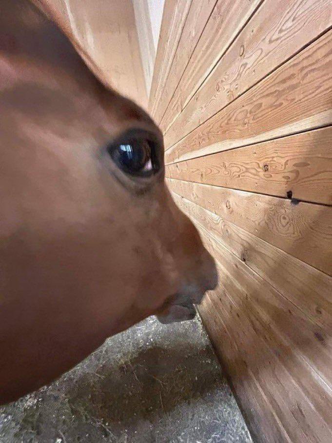 Sideye horse Blank Meme Template