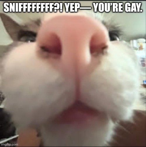 SNIFFFFFFFF?! Yep— you’re gay. | SNIFFFFFFFF?! YEP— YOU’RE GAY. | image tagged in sniffffffff yep you re gay | made w/ Imgflip meme maker
