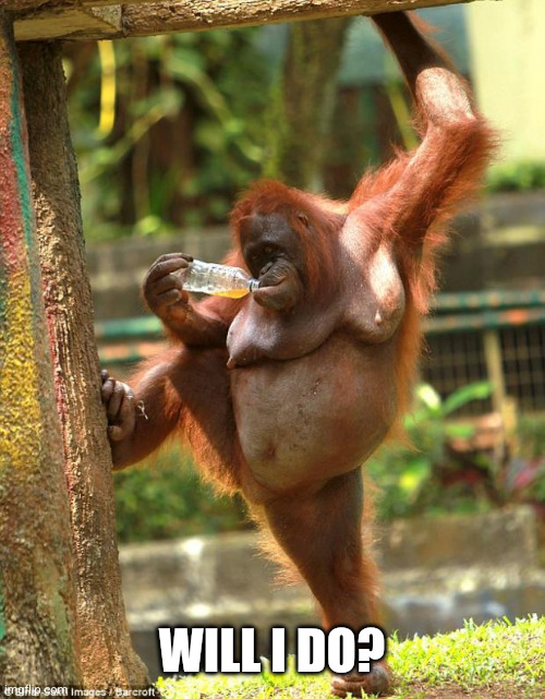 sexy orangutan | WILL I DO? | image tagged in sexy orangutan | made w/ Imgflip meme maker