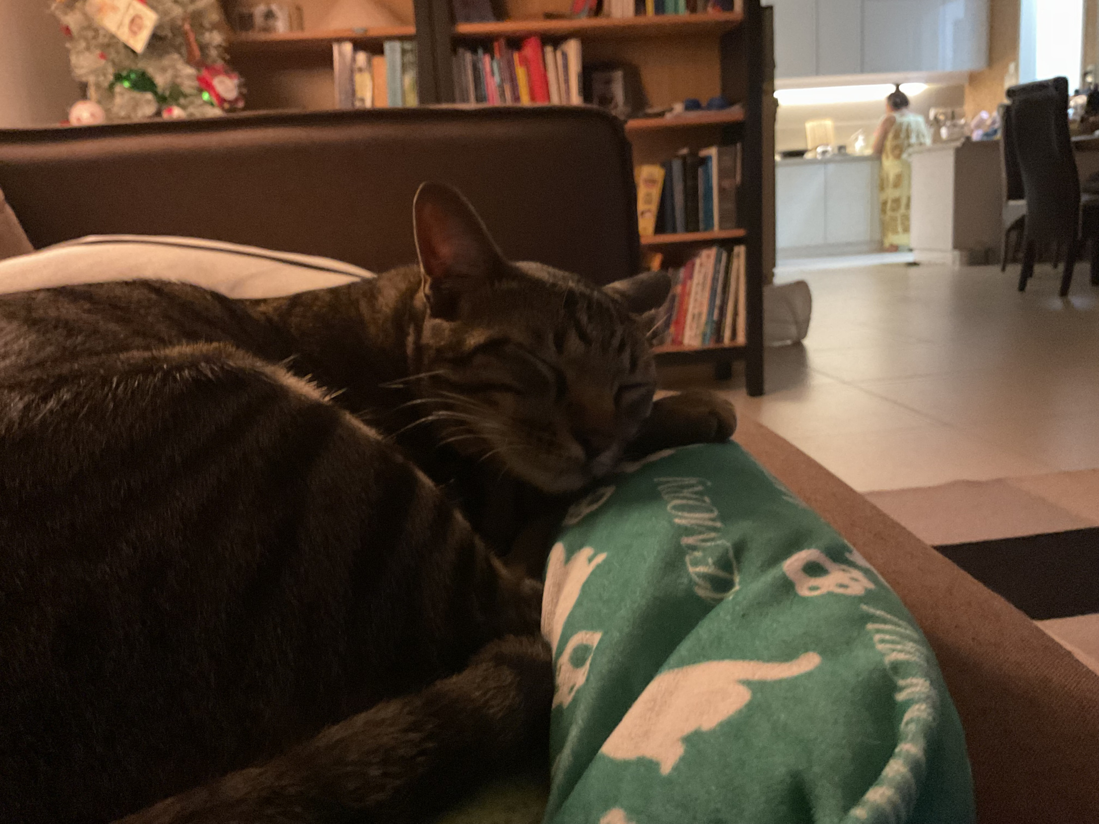 China cat Blank Meme Template