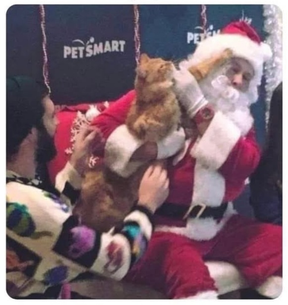 Cat Attacks Santa Blank Meme Template