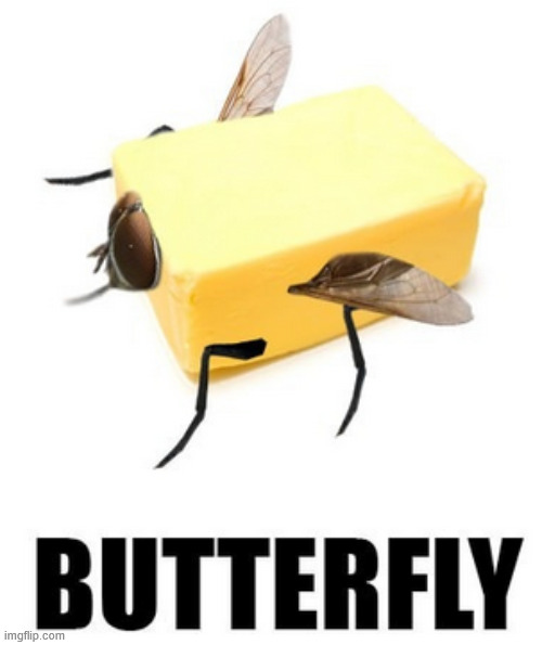 The  Butterfly meme | image tagged in memes,meme,butter,fly,butterfly | made w/ Imgflip meme maker