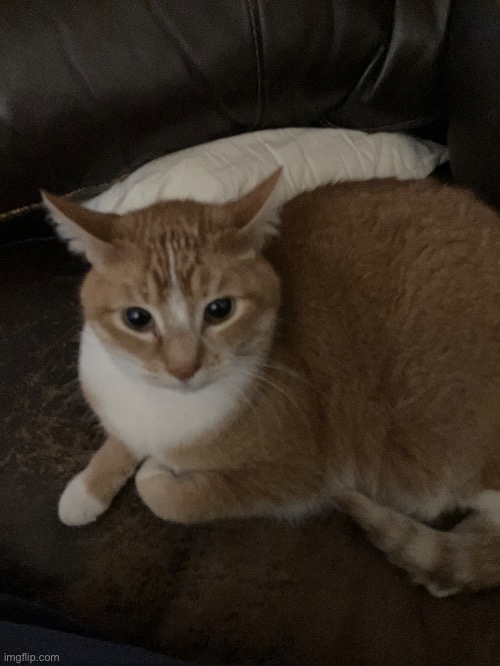 goober | made w/ Imgflip meme maker