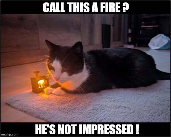 Some Owners Are So Mean ! | CALL THIS A FIRE ? HE'S NOT IMPRESSED ! | image tagged in cats,miniature,fire | made w/ Imgflip meme maker