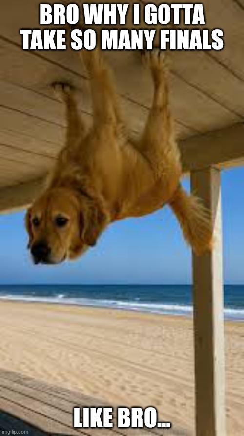 doggy | BRO WHY I GOTTA TAKE SO MANY FINALS; LIKE BRO... | image tagged in doggy | made w/ Imgflip meme maker