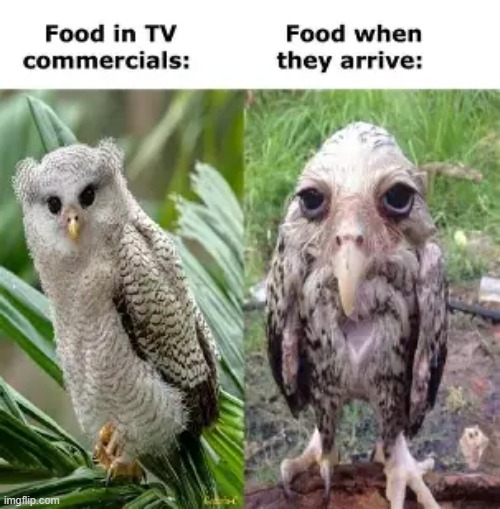 The food is always bad | image tagged in owl,food | made w/ Imgflip meme maker
