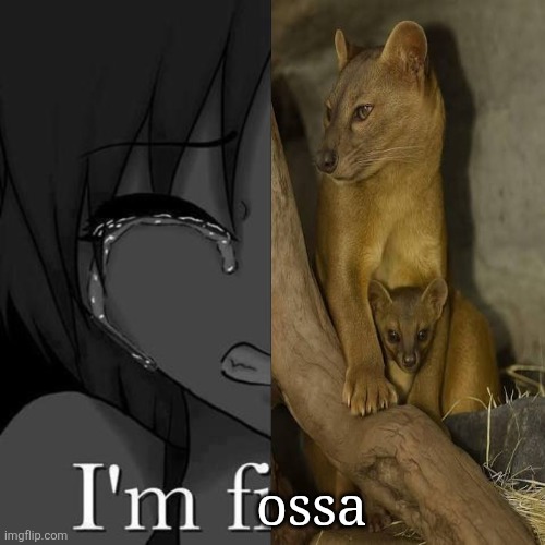 This is a Certified Fossa Classic | ossa | image tagged in i'm fi,memes,animals,funny,relatable memes,lol | made w/ Imgflip meme maker