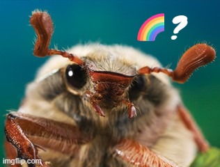 🌈? | made w/ Imgflip meme maker