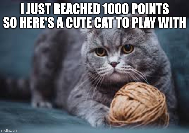Thenk you for your support | I JUST REACHED 1000 POINTS SO HERE'S A CUTE CAT TO PLAY WITH | image tagged in fun,cats,play,idk what to put here | made w/ Imgflip meme maker
