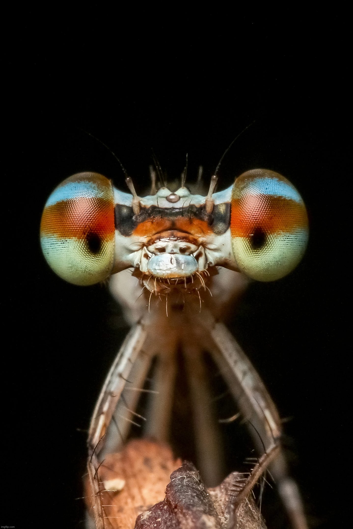 goody ah damselfly | made w/ Imgflip meme maker