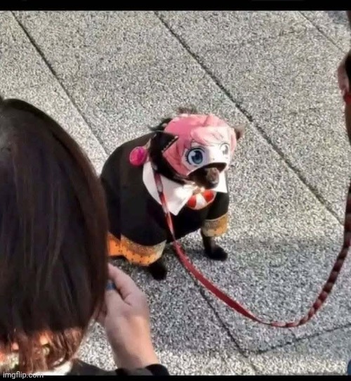 Dog | made w/ Imgflip meme maker