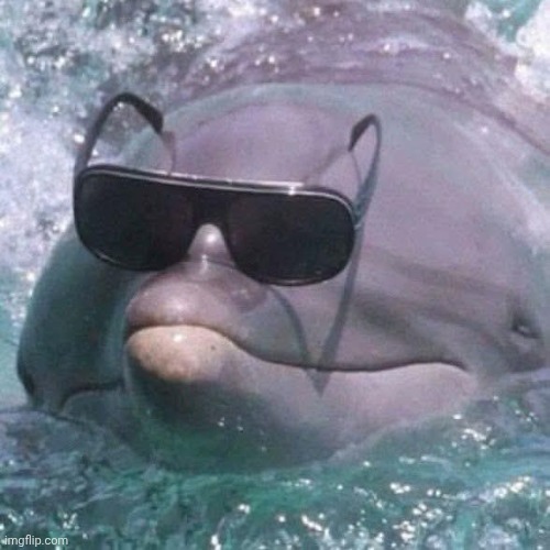 Swag dolfin | image tagged in dolfin | made w/ Imgflip meme maker