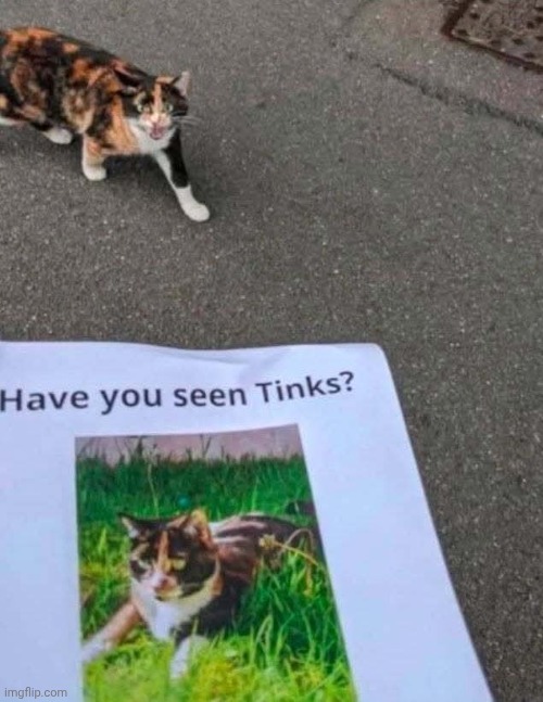 Cat | made w/ Imgflip meme maker