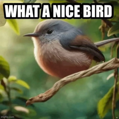 Very nice bird indeed | image tagged in birds,shitpost,funny memes | made w/ Imgflip meme maker