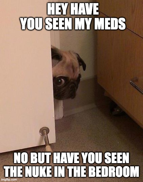 Guilty Pug | HEY HAVE YOU SEEN MY MEDS; NO BUT HAVE YOU SEEN THE NUKE IN THE BEDROOM | image tagged in guilty pug | made w/ Imgflip meme maker