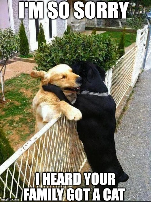 I'm So Sorry I Heard Your Family Got A Cat | I'M SO SORRY; I HEARD YOUR FAMILY GOT A CAT | image tagged in chrisjoines1 | made w/ Imgflip meme maker