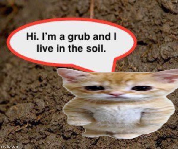 upvote tge cat | image tagged in grub | made w/ Imgflip meme maker