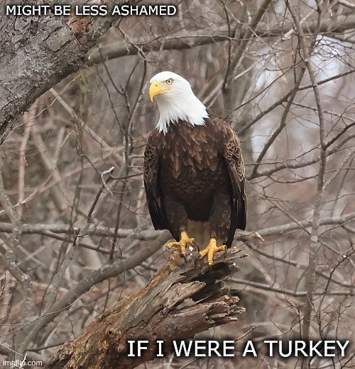 Eagle | MIGHT BE LESS ASHAMED; IF I WERE A TURKEY | image tagged in identity | made w/ Imgflip meme maker