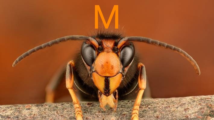 Murder Hornet | M | image tagged in murder hornet | made w/ Imgflip meme maker